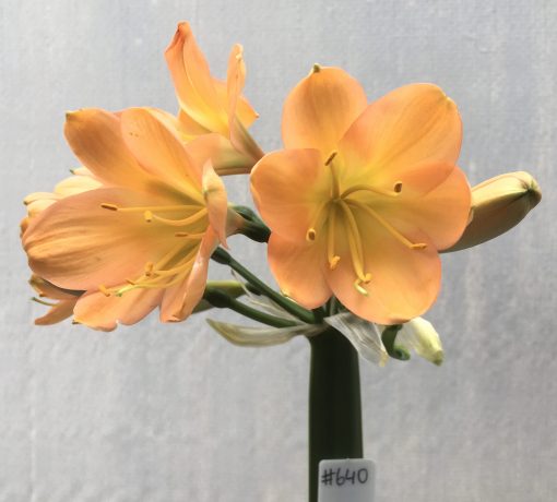SH640 Mid peach/pink Clivia miniata with green throat and broad overlapping petals