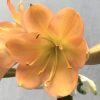 SH640 Mid peach/pink Clivia miniata with green throat and broad overlapping petals - Image 2