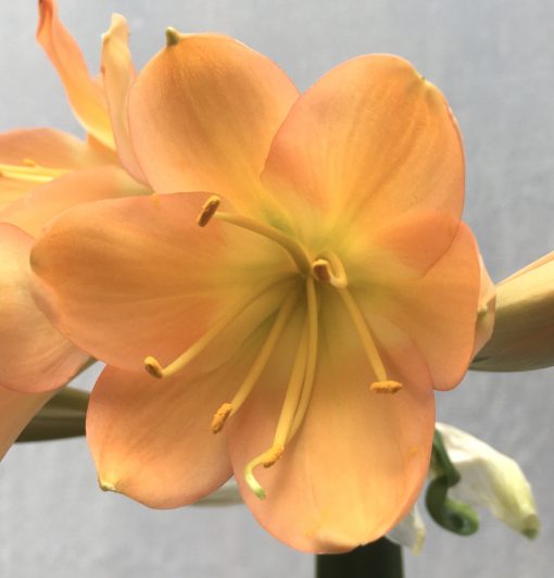 SH640 Mid peach/pink Clivia miniata with green throat and broad overlapping petals - Image 2