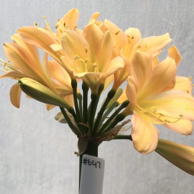 SH647  Mid peach Clivia miniata with yellow throat and infusion to mid tepals