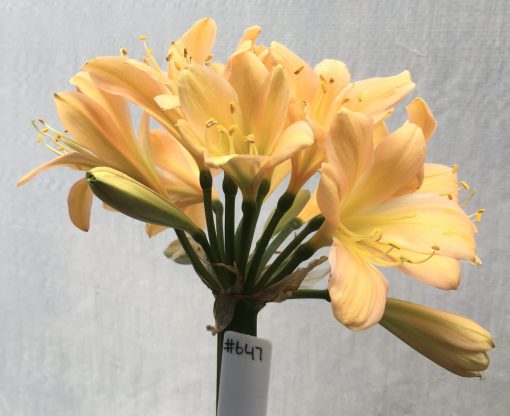 SH647  Mid peach Clivia miniata with yellow throat and infusion to mid tepals