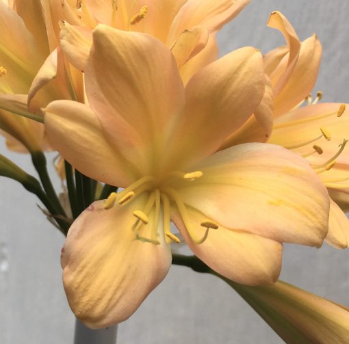 SH647  Mid peach Clivia miniata with yellow throat and infusion to mid tepals - Image 2