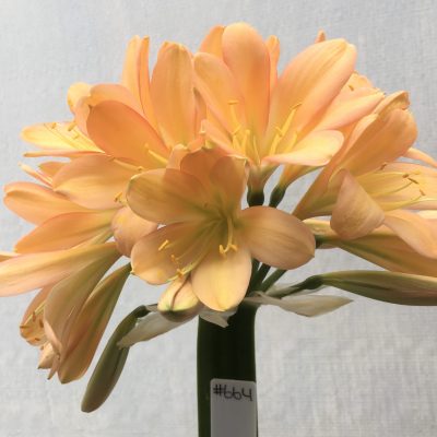 SH664  Mid peach Clivia miniata with strong infusion of pink and light green throat