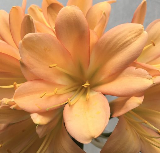SH664  Mid peach Clivia miniata with strong infusion of pink and light green throat - Image 2