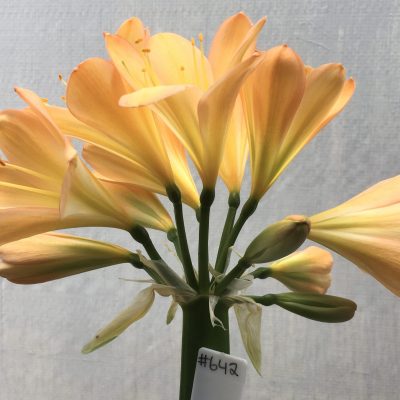 SH642  Mid peach Clivia miniata with pink blush and green throat and full overlapping tepals