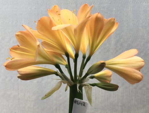 SH642  Mid peach Clivia miniata with pink blush and green throat and full overlapping tepals