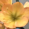 SH642  Mid peach Clivia miniata with pink blush and green throat and full overlapping tepals - Image 2