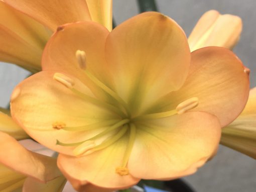SH642  Mid peach Clivia miniata with pink blush and green throat and full overlapping tepals - Image 2