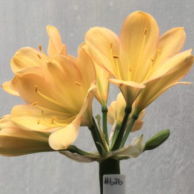 SH626  Light to medium peach Clivia miniata pink sepal edging, faint green throat and broad tepals