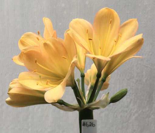 SH626  Light to medium peach Clivia miniata pink sepal edging, faint green throat and broad tepals