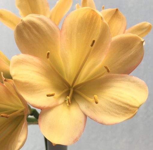 SH626  Light to medium peach Clivia miniata pink sepal edging, faint green throat and broad tepals - Image 2