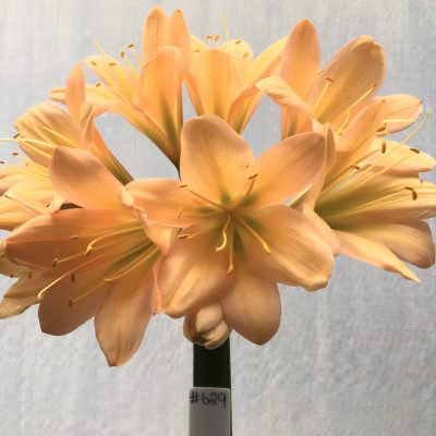 SH629  Mid to dark peach Clivia miniata, green throat and open flower