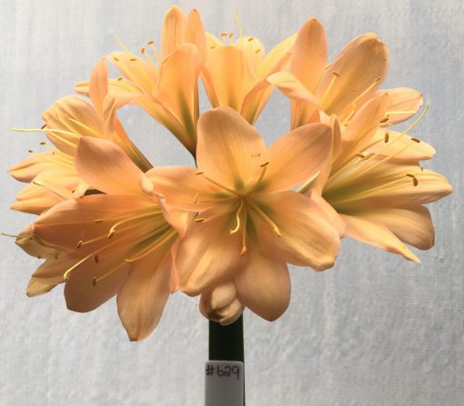 SH629  Mid to dark peach Clivia miniata, green throat and open flower