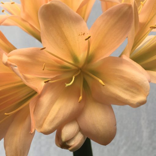 SH629  Mid to dark peach Clivia miniata, green throat and open flower - Image 2
