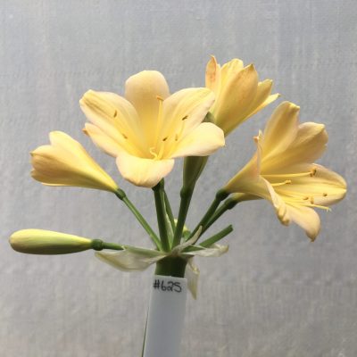 SH625  Light peach Clivia miniata with pink tones and yellow blush on broad tepals