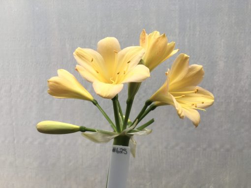 SH625  Light peach Clivia miniata with pink tones and yellow blush on broad tepals