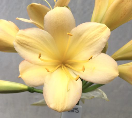 SH625  Light peach Clivia miniata with pink tones and yellow blush on broad tepals - Image 2