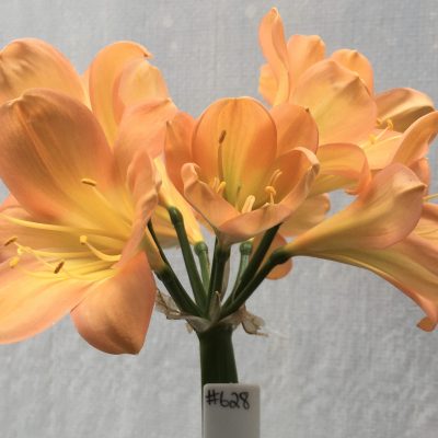 SH628  Mid to dark peach Clivia miniata with yellow throat and broad tepals