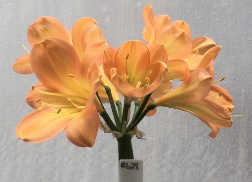 SH628  Mid to dark peach Clivia miniata with yellow throat and broad tepals