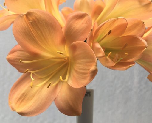 SH628  Mid to dark peach Clivia miniata with yellow throat and broad tepals - Image 2