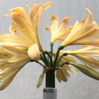 SH633  Light peach/pink Clivia miniata with yellow throat