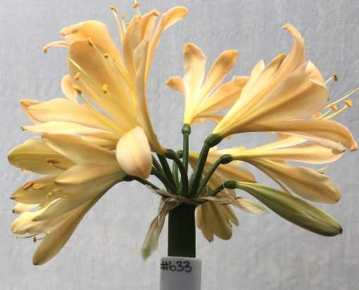 SH633  Light peach/pink Clivia miniata with yellow throat
