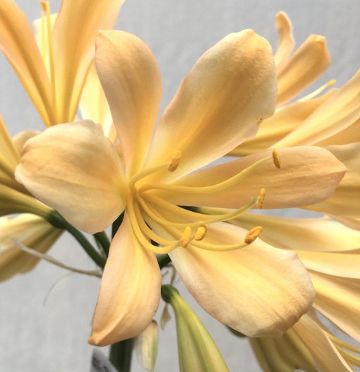 SH633  Light peach/pink Clivia miniata with yellow throat - Image 2