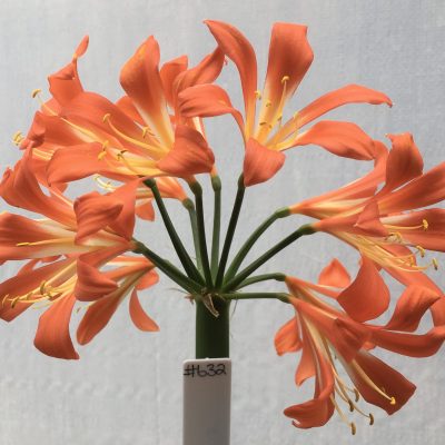 SH632  Mid to dark orange open Clivia miniata with bright yellow throat (one medium sized offset attached)