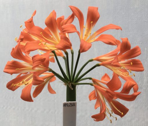 SH632  Mid to dark orange open Clivia miniata with bright yellow throat (one medium sized offset attached)