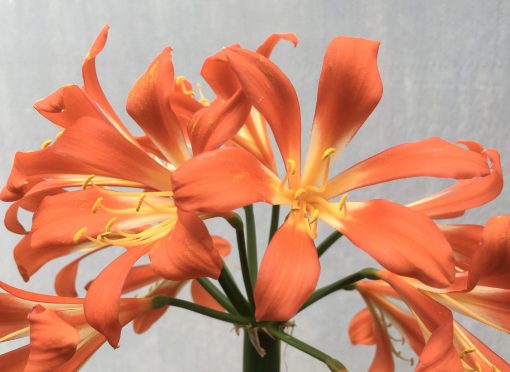 SH632  Mid to dark orange open Clivia miniata with bright yellow throat (one medium sized offset attached) - Image 2