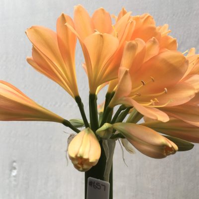 SH657  Dark peach Clivia miniata with hints of pink and very light green throat