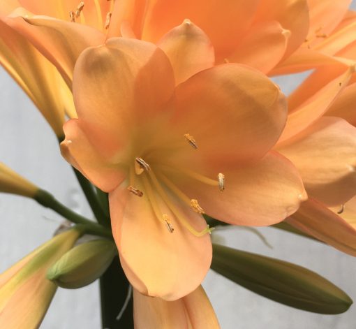 SH657  Dark peach Clivia miniata with hints of pink and very light green throat - Image 2
