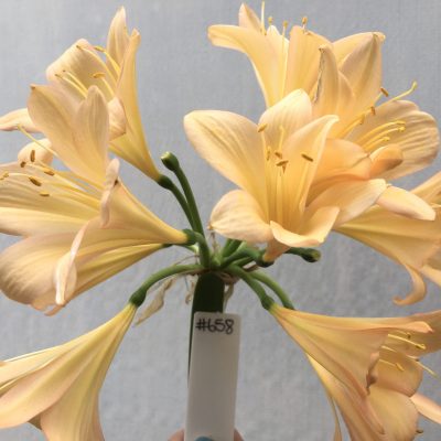SH658  Light to mid peach Clivia miniata with light pink tones & yellow throat