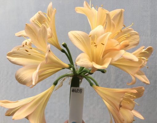 SH658  Light to mid peach Clivia miniata with light pink tones & yellow throat
