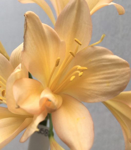 SH658  Light to mid peach Clivia miniata with light pink tones & yellow throat - Image 2