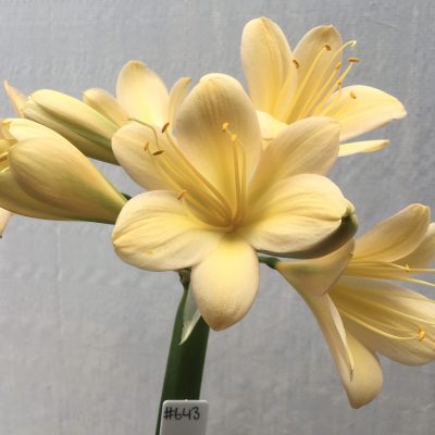 SH643  Light peach Clivia miniata with pink & yellow tones, light green throat & large open flower