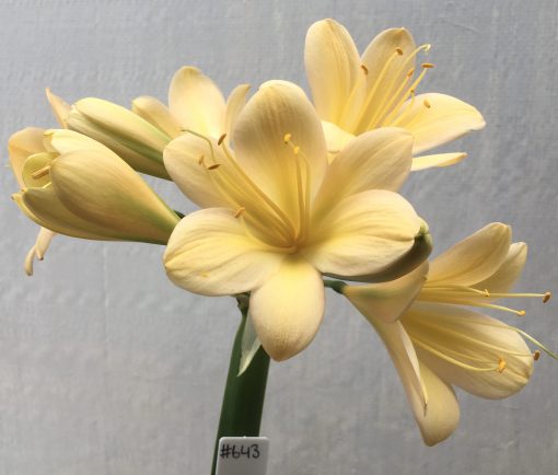 SH643  Light peach Clivia miniata with pink & yellow tones, light green throat & large open flower