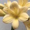 SH643  Light peach Clivia miniata with pink & yellow tones, light green throat & large open flower - Image 2
