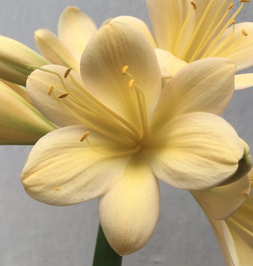 SH643  Light peach Clivia miniata with pink & yellow tones, light green throat & large open flower - Image 2