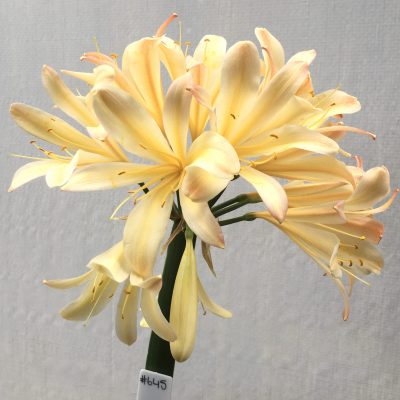 SH645  Cream/peach Clivia miniata, spider type with pronounced dark pink infusion to tepal tips