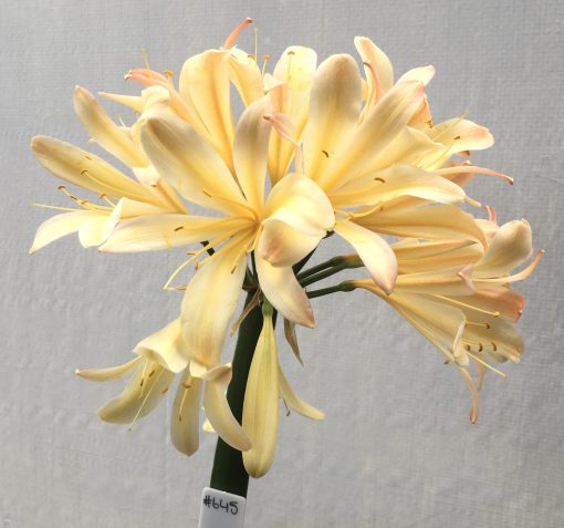 SH645  Cream/peach Clivia miniata, spider type with pronounced dark pink infusion to tepal tips