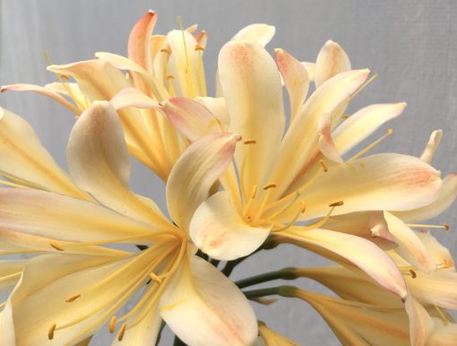 SH645  Cream/peach Clivia miniata, spider type with pronounced dark pink infusion to tepal tips - Image 2