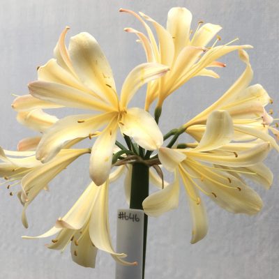 SH646  Cream/peach Clivia miniata of Spider type with pink infusion to tepal tips