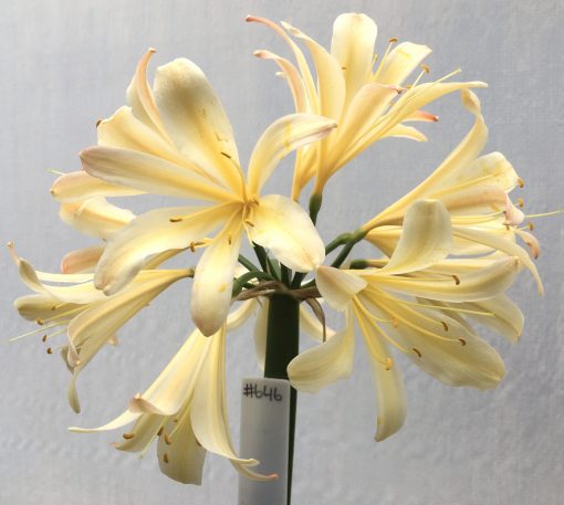 SH646  Cream/peach Clivia miniata of Spider type with pink infusion to tepal tips