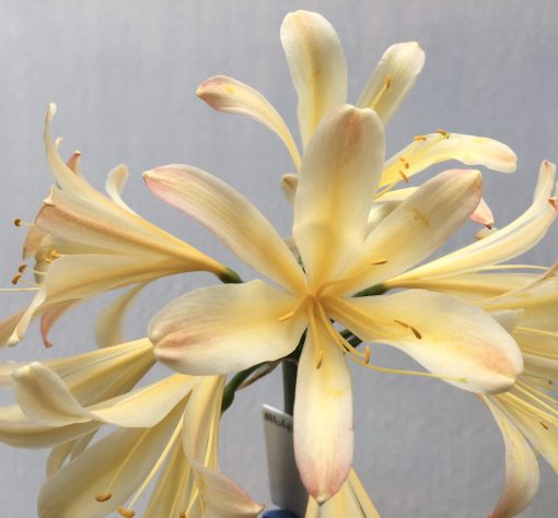 SH646  Cream/peach Clivia miniata of Spider type with pink infusion to tepal tips - Image 2