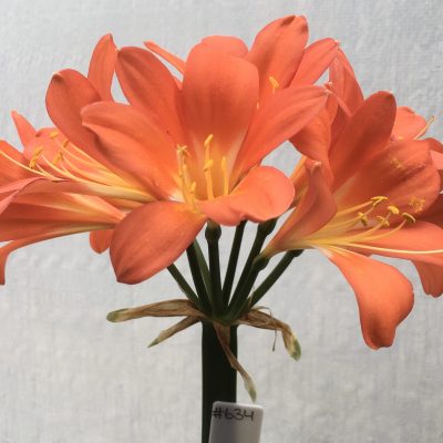 SH634  Dark orange variegated Clivia miniata with cream/yellow throat