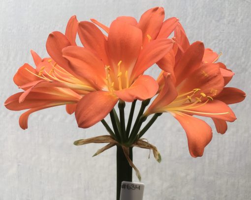 SH634  Dark orange variegated Clivia miniata with cream/yellow throat