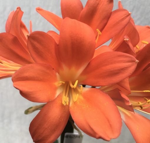 SH634  Dark orange variegated Clivia miniata with cream/yellow throat - Image 2