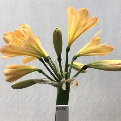 SH638  Light peach Clivia miniata with distinct pink edging to tepals and faint green throat