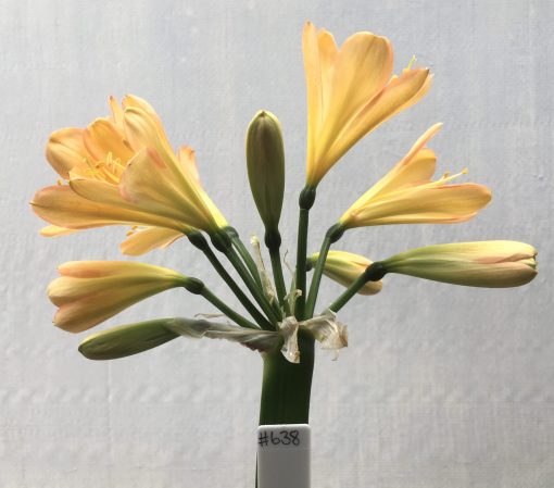 SH638  Light peach Clivia miniata with distinct pink edging to tepals and faint green throat